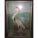 CASED SPECIMEN HERON standing amongst reeds and foliage. 62.5 x 28 x 92.5cm approx. (B.P. 24% incl.