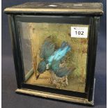 Taxidermy - cased specimen kingfisher in diving position with foliage. 23cm wide approx. (B.P.