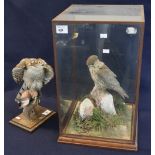 Taxidermy - mounted study of a sparrowhawk with black cap prey on wooden base.