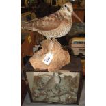 Taxidermy- mounted specimen woodcock on stump.