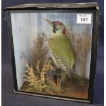 Taxidermy - cased specimen green woodpecker on stump with foliage. 30cm high approx. (B.P.
