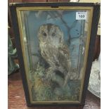 Taxidermy - cased specimen tawny owl on branch amongst foliage. (B.P. 24% incl.