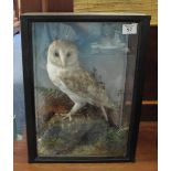 Taxidermy cased specimen barn owl on rock work with foliage. Possibly Jeffrey's of Carmarthen.