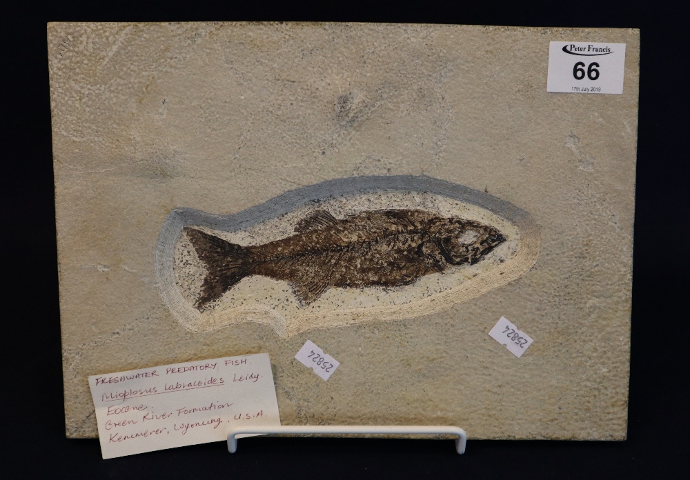 Fossilized fish within rectangular ceramic panel, originating from Wyoming USA. 296 x 21cm approx.