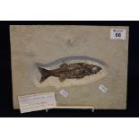 Fossilized fish within rectangular ceramic panel, originating from Wyoming USA. 296 x 21cm approx.