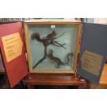 Taxidermy - cased specimen red and grey squirrel on a branch. (B.P. 24% incl.