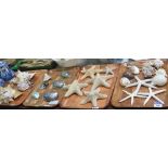 Four trays of marine seashells various to include star fish, conch shells, abalone shells, etc.