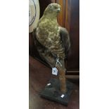 Taxidermy - specimen common buzzard on wooden branch and square wooden base. (B.P. 24% incl.