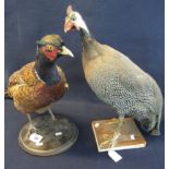 Taxidermy - specimen cock pheasant and guinea fowl on wooden bases. (2) (B.P. 24% incl.