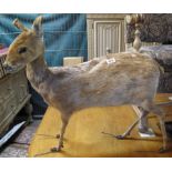 Taxidermy - a standing stuffed deer. (B.P. 24% incl.
