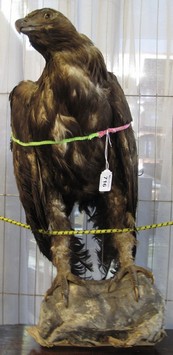 Taxidermy - specimen eagle on artificial rockwork. (B.P. 24% incl.