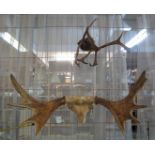 Two pairs of antlers. (2) (B.P. 24% incl.