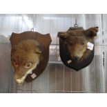 Taxidermy - two similar fox head masks on shield shaped plaques. (2) (B.P. 24% incl.