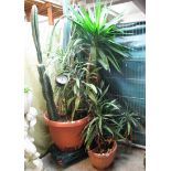 A collection of conservatory plants to include; a large cactus in planter etc. (B.P. 24% incl.