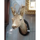Taxidermy - mounted roe deer head on wooden panel. (B.P. 24% incl.