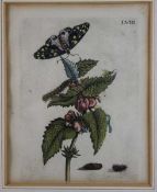 Merian, Maria Sybilla; zugeschr.1647-1717, Kupferstich, koloriert, wohl aus Maria Sibylla Merian Der