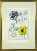 botanische Graphik19. Jhd., kolorierte Graphik mit Blumen aus Floricultural Cabinet, mit lat. Namen,