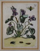 Merian, Maria Sybilla; zugeschr.1647-1717Kupferstich, koloriert, wohl aus Maria Sibylla Merian Der