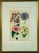 botanische Graphik19. Jhd., kolorierte Graphik mit Blumen aus Floricultural Cabinet, mit lat. Namen,