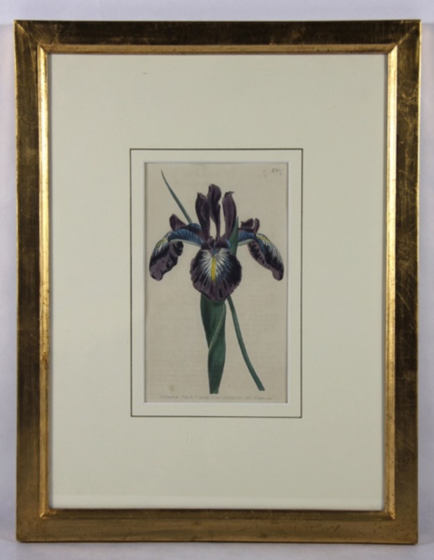 botanische Graphik19. Jhd., kolorierte Graphik einer violetten Iris, nach einer Zeichnung v.