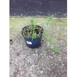 Rosemary Seven Seas flat growing