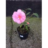 Camellia Donation Pink