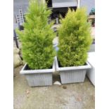 Pair of Potted Dwarf Conifers