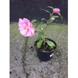 Camellia Donation Pink