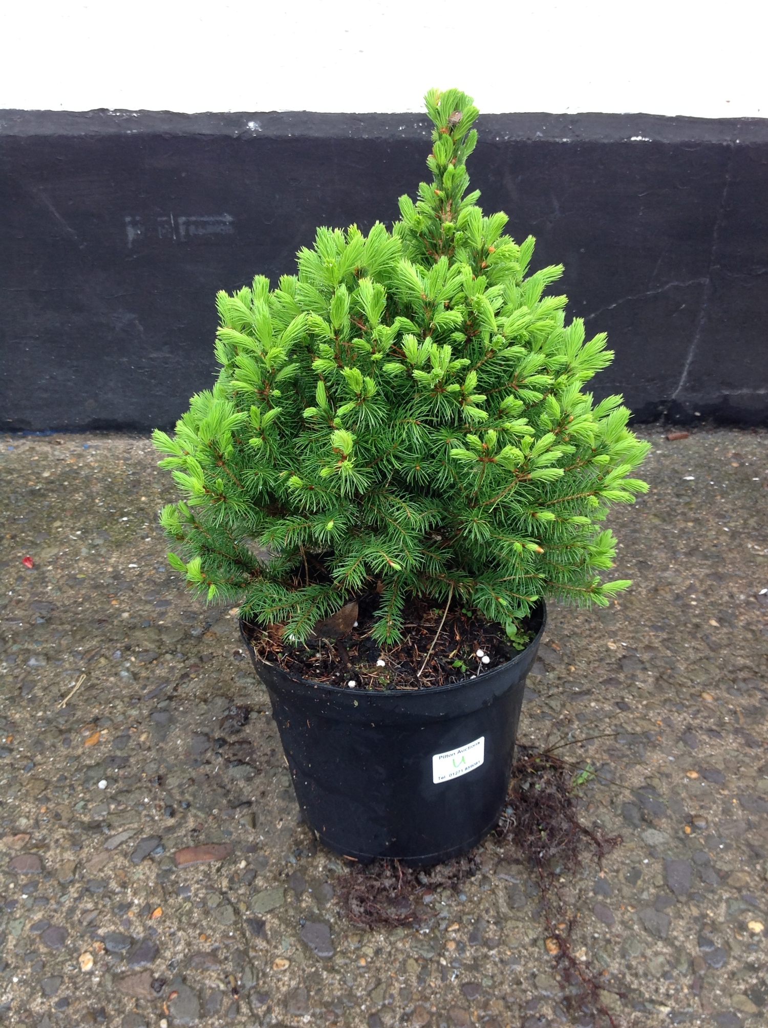 Dwarf Conifer