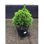 Dwarf Conifer