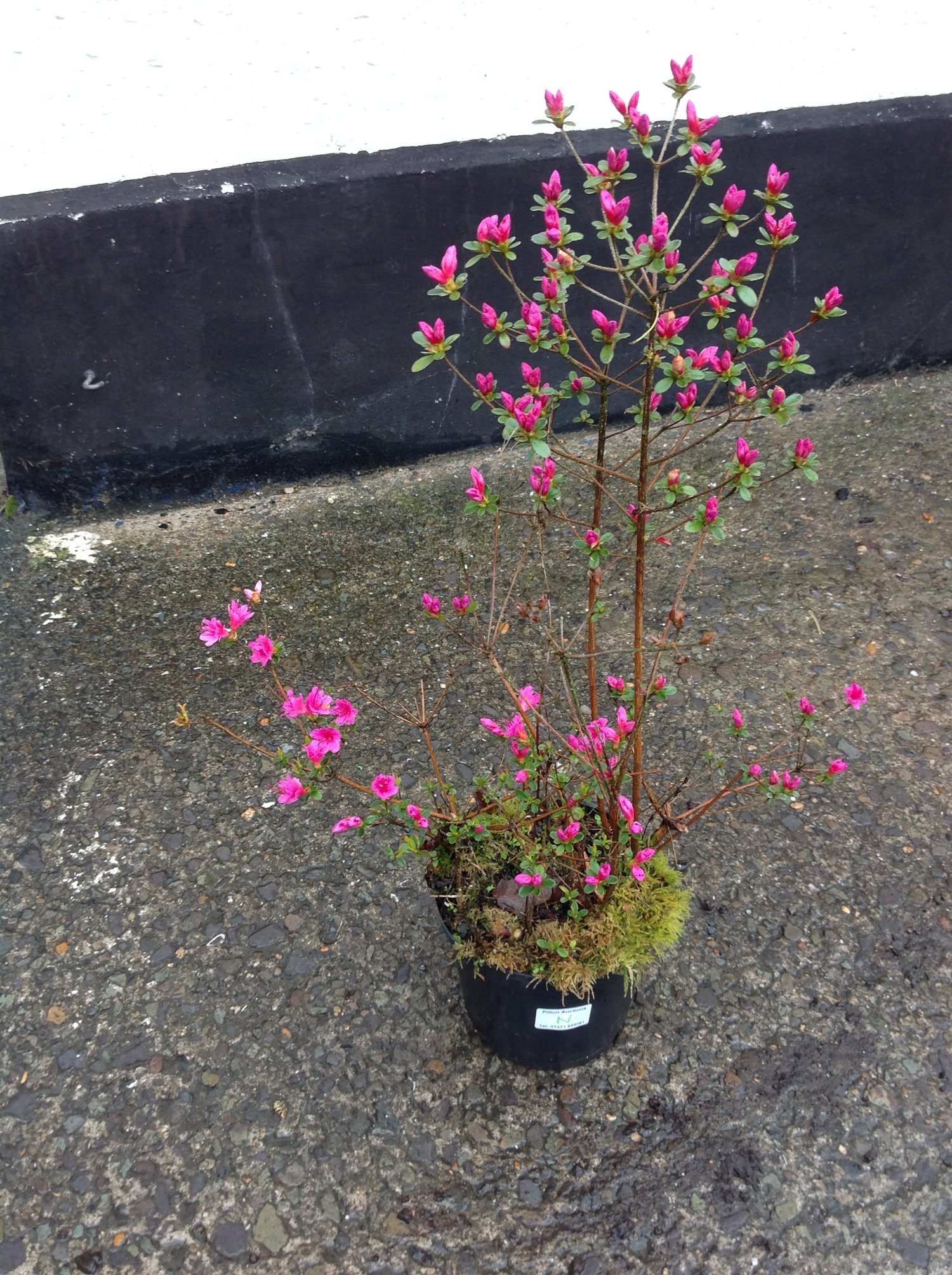 Azalea Evergreen Purple