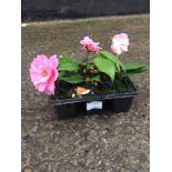 6x Camelia Rooted Cuttings Pink