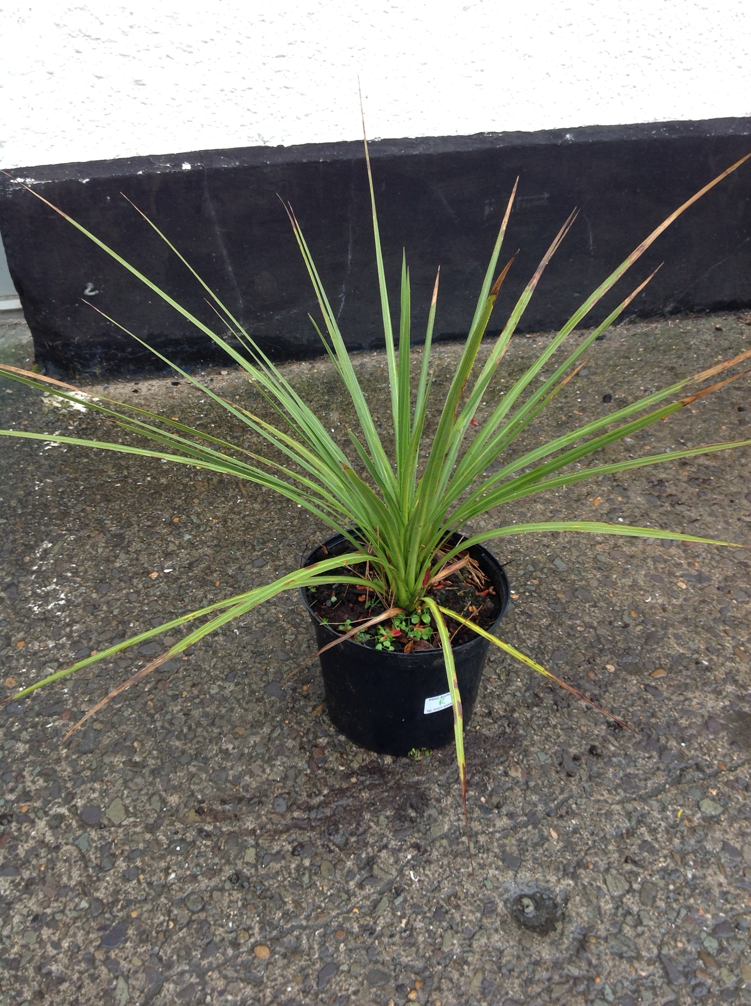 Cordyline Australis Palm