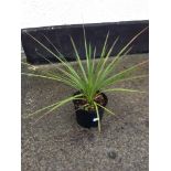 Cordyline Australis Palm