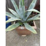 Potted Aloe Vera Plant