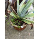 Potted Aloe Vera Plant