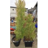 Pair of Potted Conifers