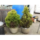 Pair of Circular Concrete Garden Planters and Contents - Evergreens