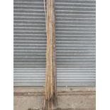 Quantity of Bamboo Growing Canes