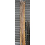 Quantity of Bamboo Growing Canes