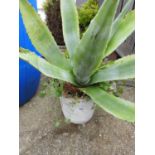 Potted Aloe Vera Plant