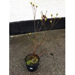 Azalea Luteum Yellow and Scented