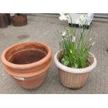 Potted Daffodils and Pair of Aztec Design Terracotta Garden Planters