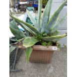 Potted Aloe Vera Plant