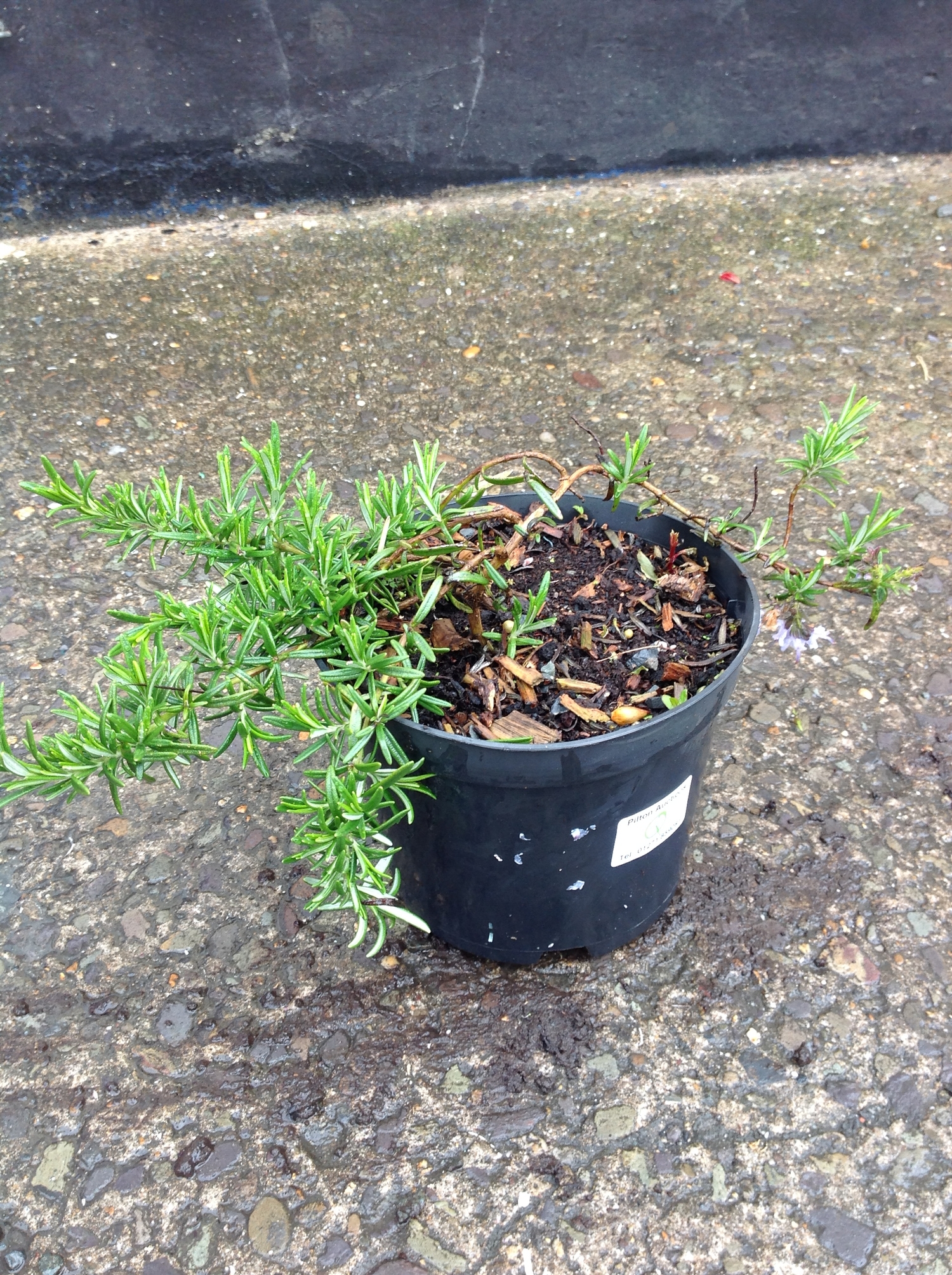 Rosemary Seven Seven flat growing