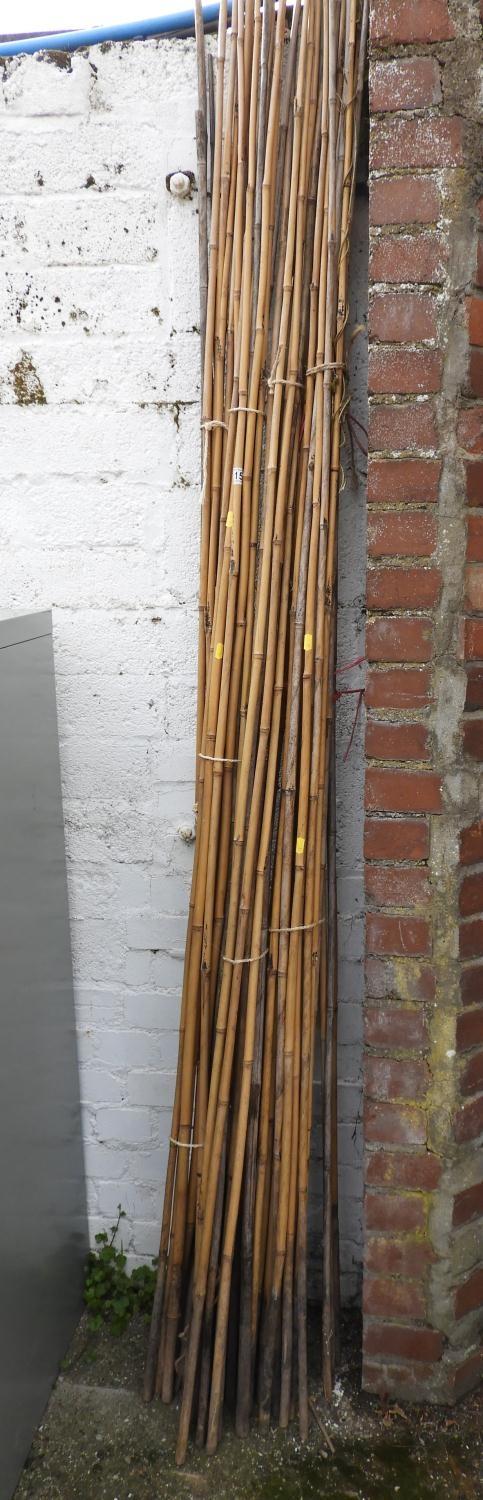 Quantity of Bamboo Growing Canes