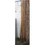 Quantity of Bamboo Growing Canes