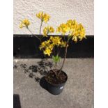 Azalea Luteum - Yellow Scented