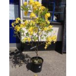 Azalea Exbury - Yellow (Large)