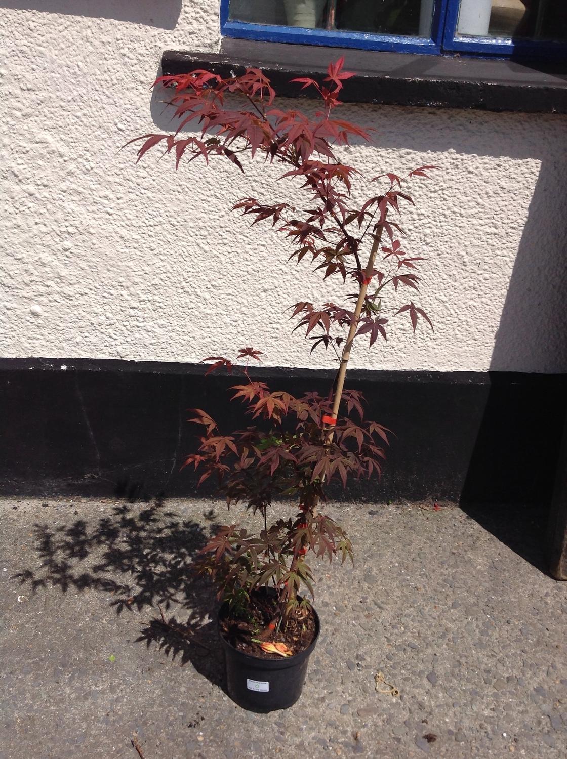 Acer Palmatum - Red Leaf